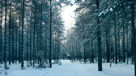 A snowy trail through a winter forest.