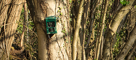 Trail cams attached to trees in a wooded area.