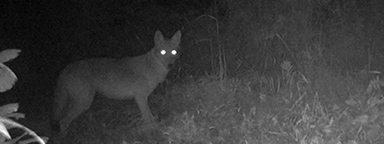 An image of a coyote in a forest taken with an infrared trail cam.
