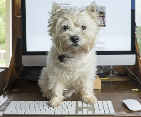 Un chien devant un ordinateur