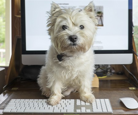 Perro en una computadora