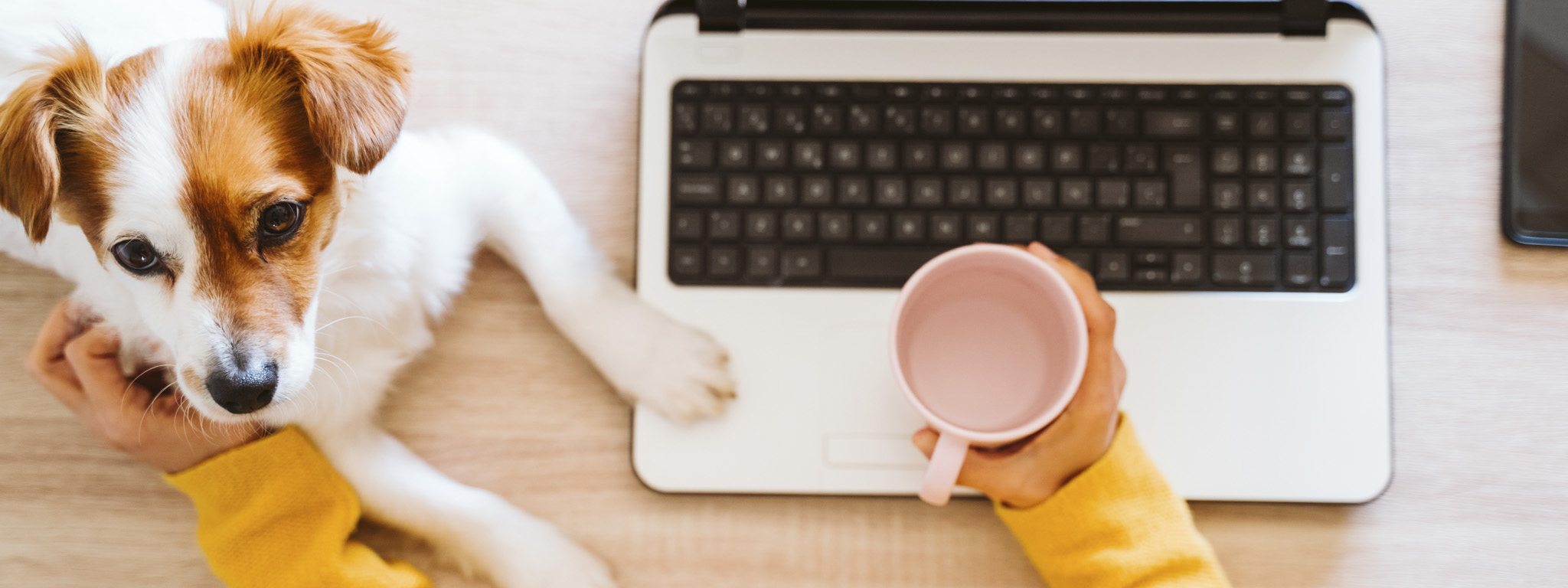 Overhead view of a person working at a laptop computer holding a cup and petting a dog