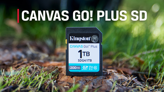 การ์ด SD Canvas Go! Plus ขนาด 1TB รุ่น SDG4 ตั้งอยู่บนรากไม้ ท่ามกลางหญ้า